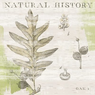 Natural History Oak I
