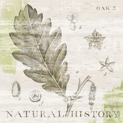 Natural History Oak III