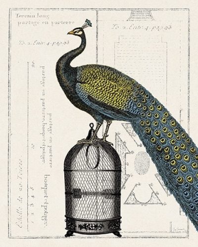 Peacock Birdcage II