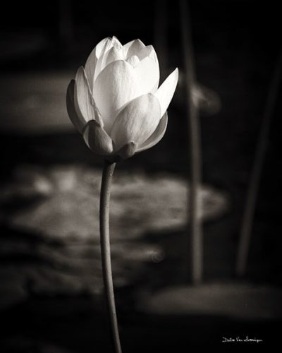 Lotus Flower VI