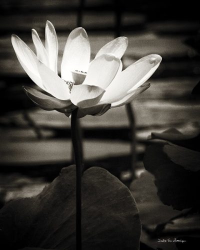 Lotus Flower VIII