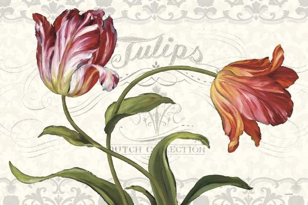 Tulipa Botanica I Cream