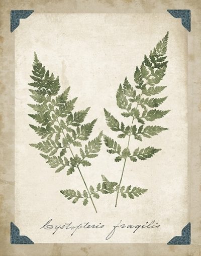 Vintage Ferns VII