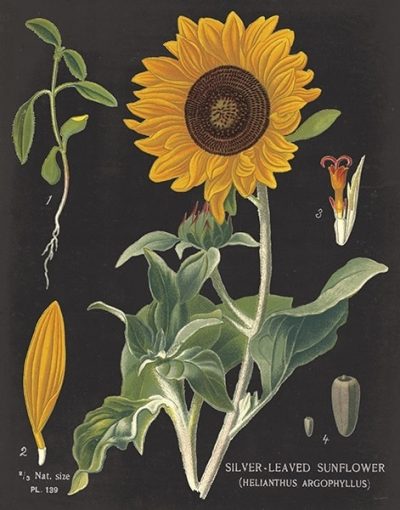 Sunflower Chart