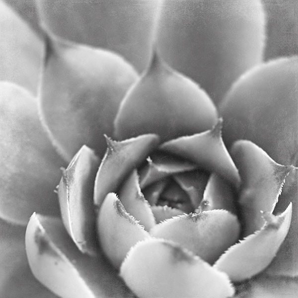 Garden Succulent III