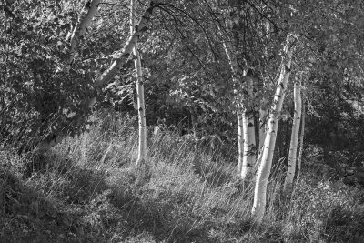 Sunlit Birches II