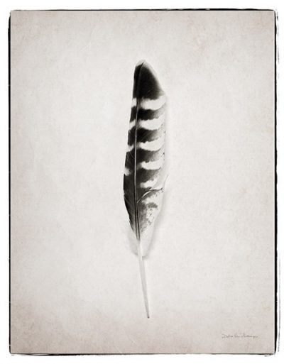 Feather IV BW
