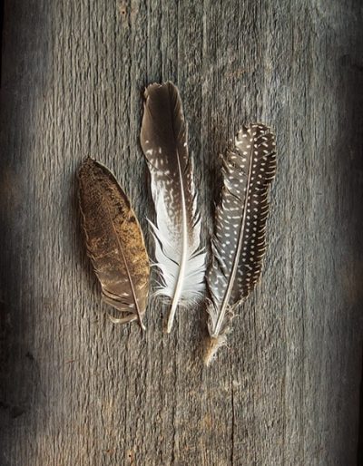 Feather Collection II