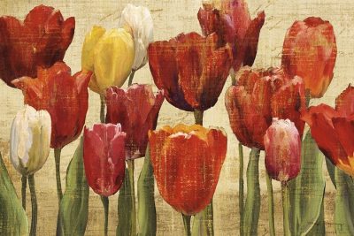 Tulip Fantasy on Cream