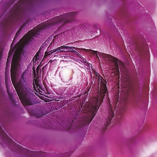 Ranunculus Abstract I Color