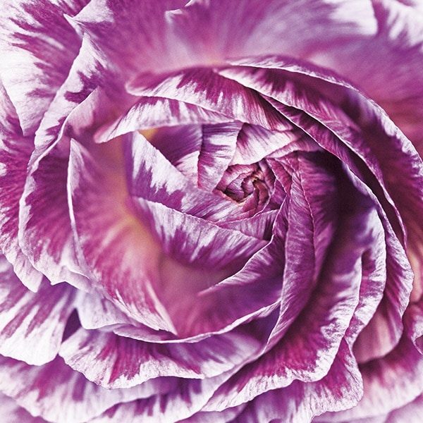 Ranunculus Abstract IV Color