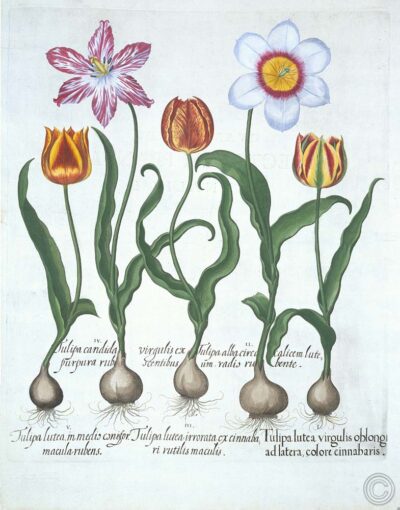 Cinco tulipanes