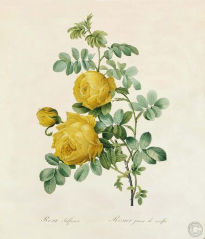 Rosa Sulfurea