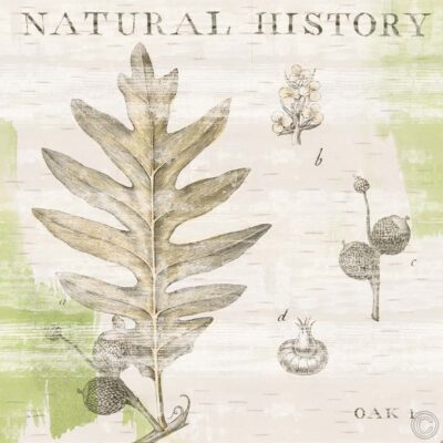 Natural History Oak I