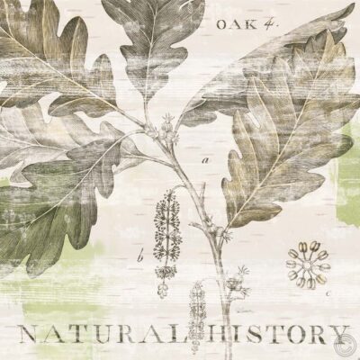 Natural History Oak IV