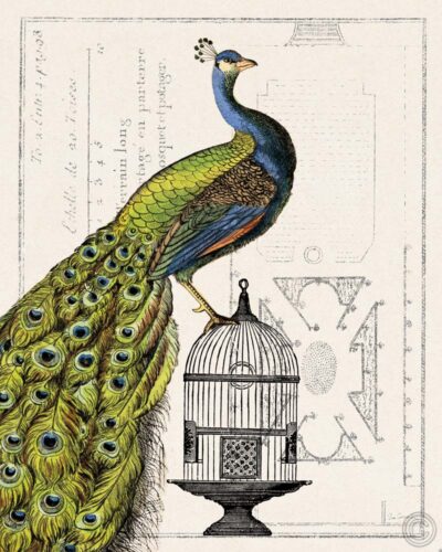 Peacock Birdcage I