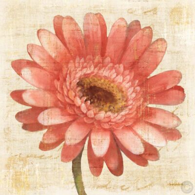 Blushing Gerbera on Cream