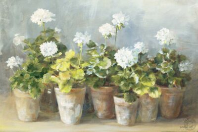 White Geraniums