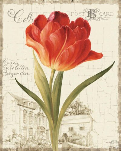 Garden View IIIRed Tulip