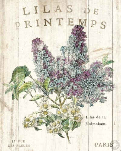 Lilas de Printemps