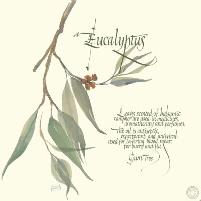 Eucalyptus