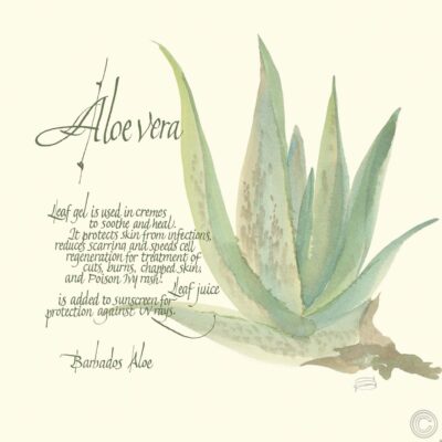 Aloe Vera