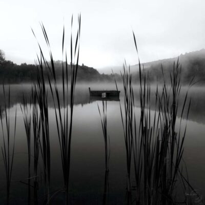 Through the Reeds at Dawn