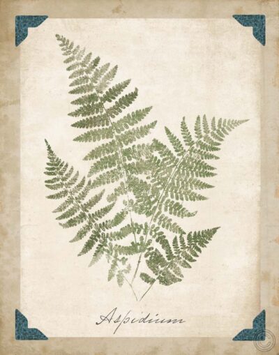 Vintage Ferns IX