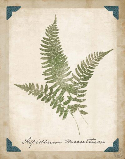 Vintage Ferns X