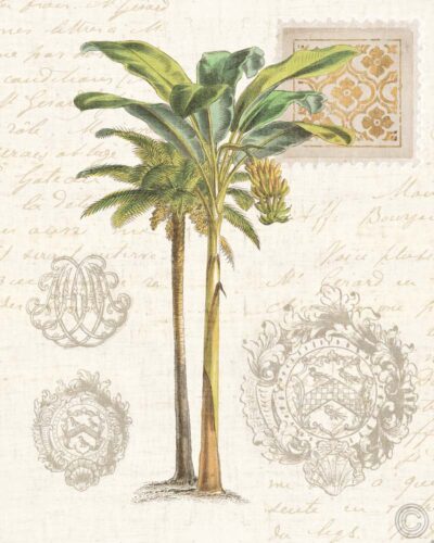 Vintage Palm Study I