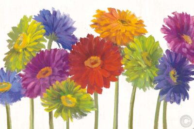 Colorful Gerbera Daisies