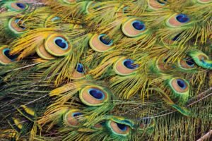 Proud as Peacocks III