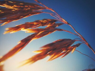 Windy Wheat Fields II