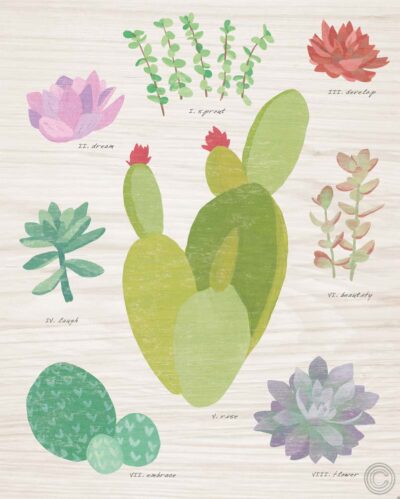 Succulent Chart III on Wood