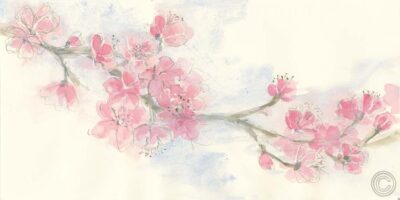 Cherry Blossom II