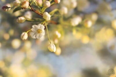 Blush Blossoms II