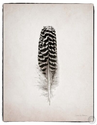 Feather I BW