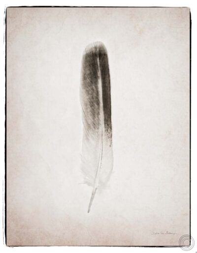 Feather II BW