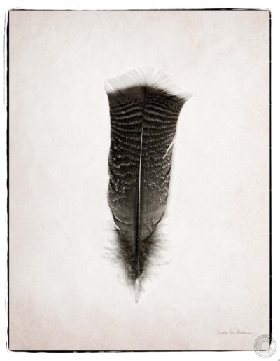 Feather III BW