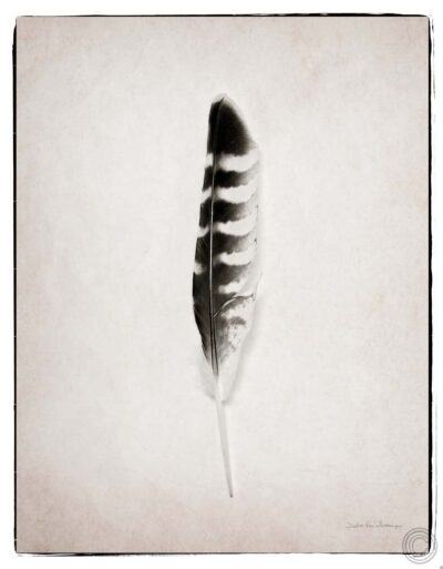 Feather IV BW