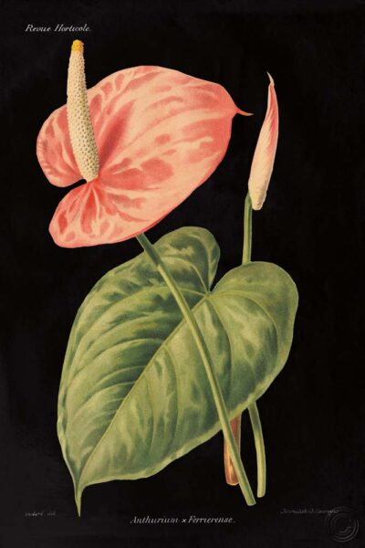 Anthurium Ferrierense on Black