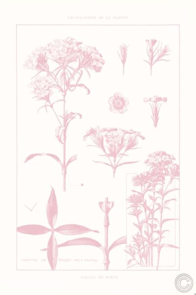 Rose Quartz Phlox on White