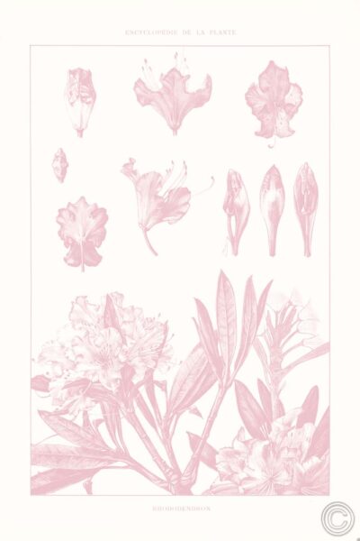 Rose Quartz Rhododendron on White