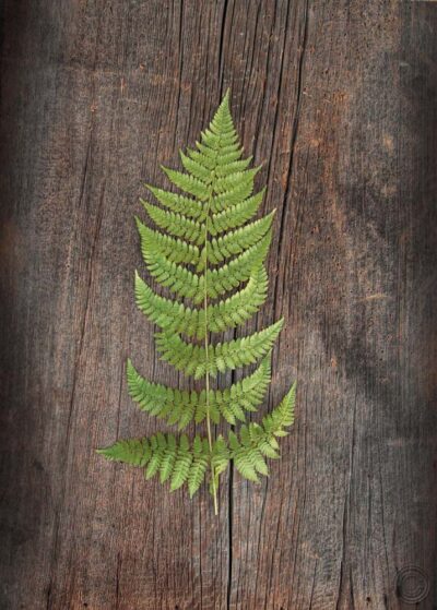 Woodland Fern I