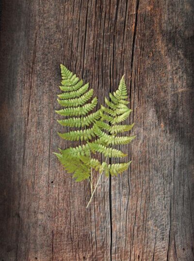 Woodland Fern II