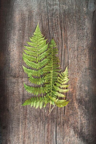 Woodland Fern III