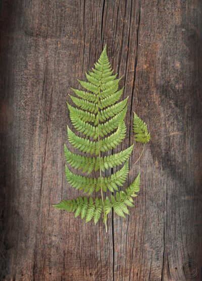 Woodland Fern IV