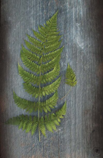 Woodland Fern V