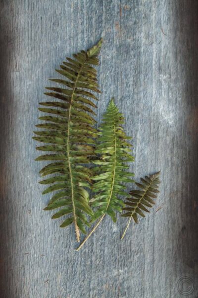 Woodland Fern VI