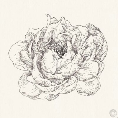 Pen and Ink Florals V